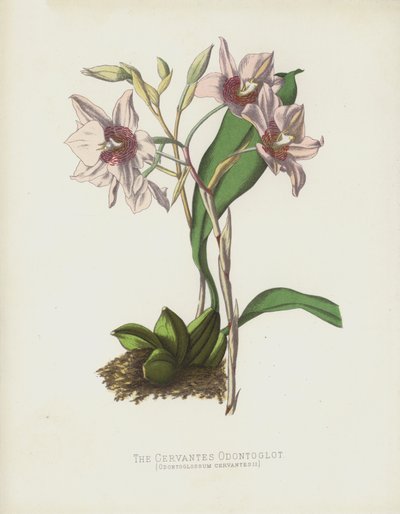 De Cervantes Odontoglot, Odontoglossum Cervantesii door English School